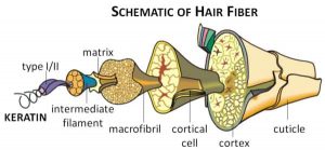 Keratin Protein found in Hair